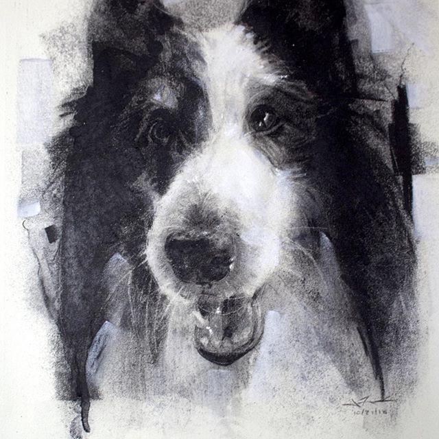 This pet portrait was drawn in charcoal by James Thomas in memory for a loving dog owner.