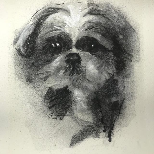 This pet portrait was charcoal portrait done by James Thomas commissioned to a proud owner in North East Ohio.