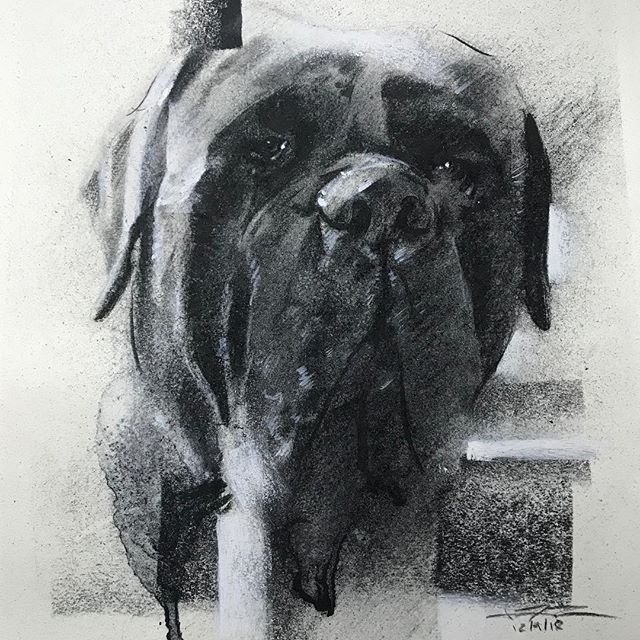 This English Mastiff pet portrait was drawn by James Thomas using Charcoal.