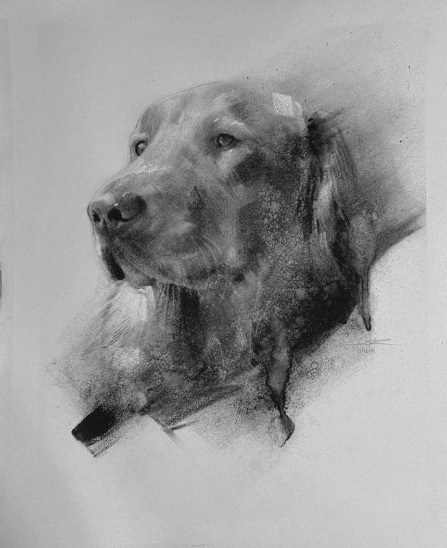 This pet portrait was made with charcoal by James Thomas of a beautiful golden retriever. 